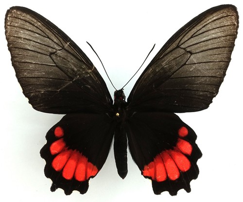 Parides orellana femmina - femmina, di