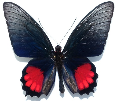 Parides orellana maschio - orellana,
